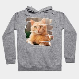 funny cats, cats lover Hoodie